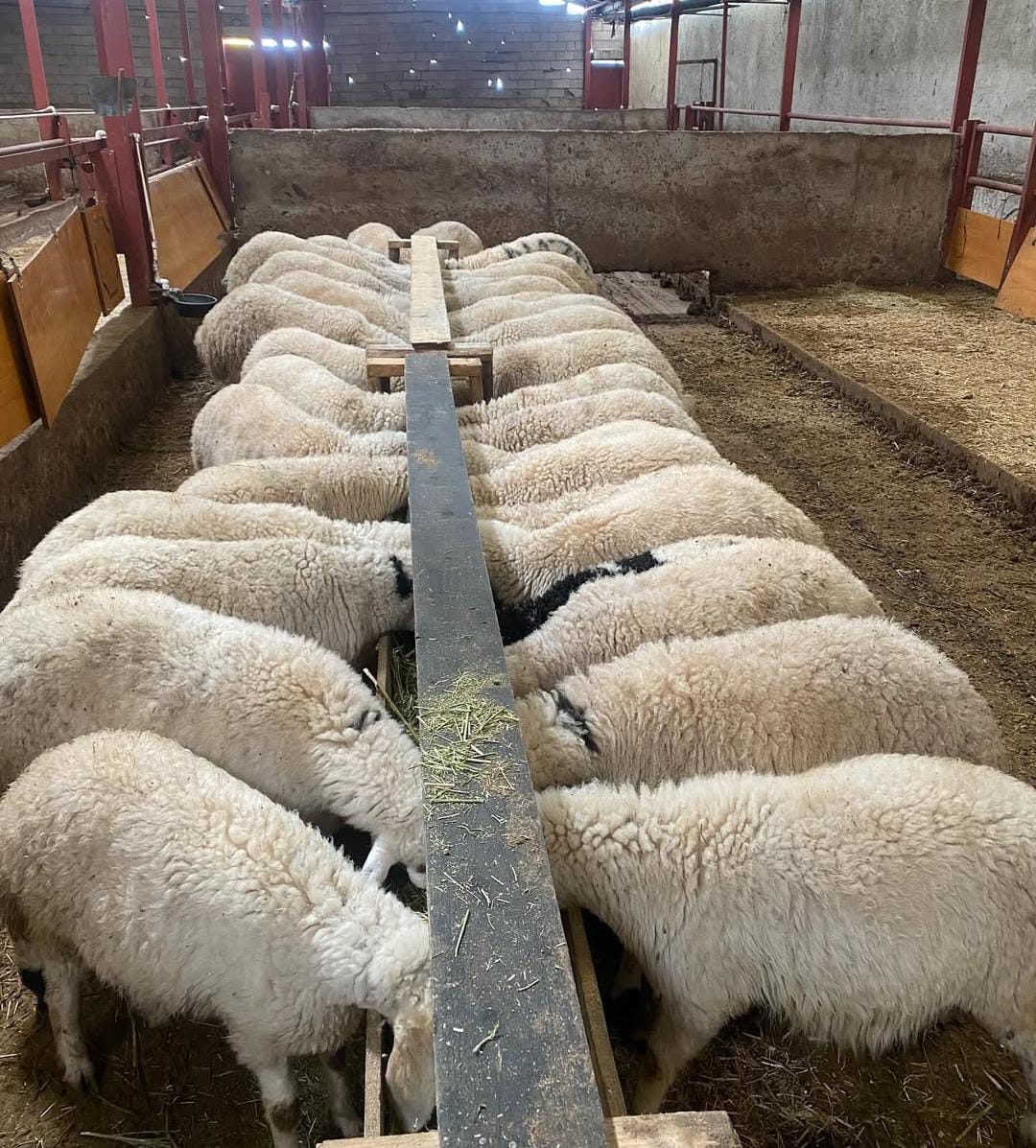 Gündüzler Besi Çiftliği